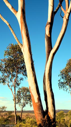 Mallee Tree, Norseman, WA.